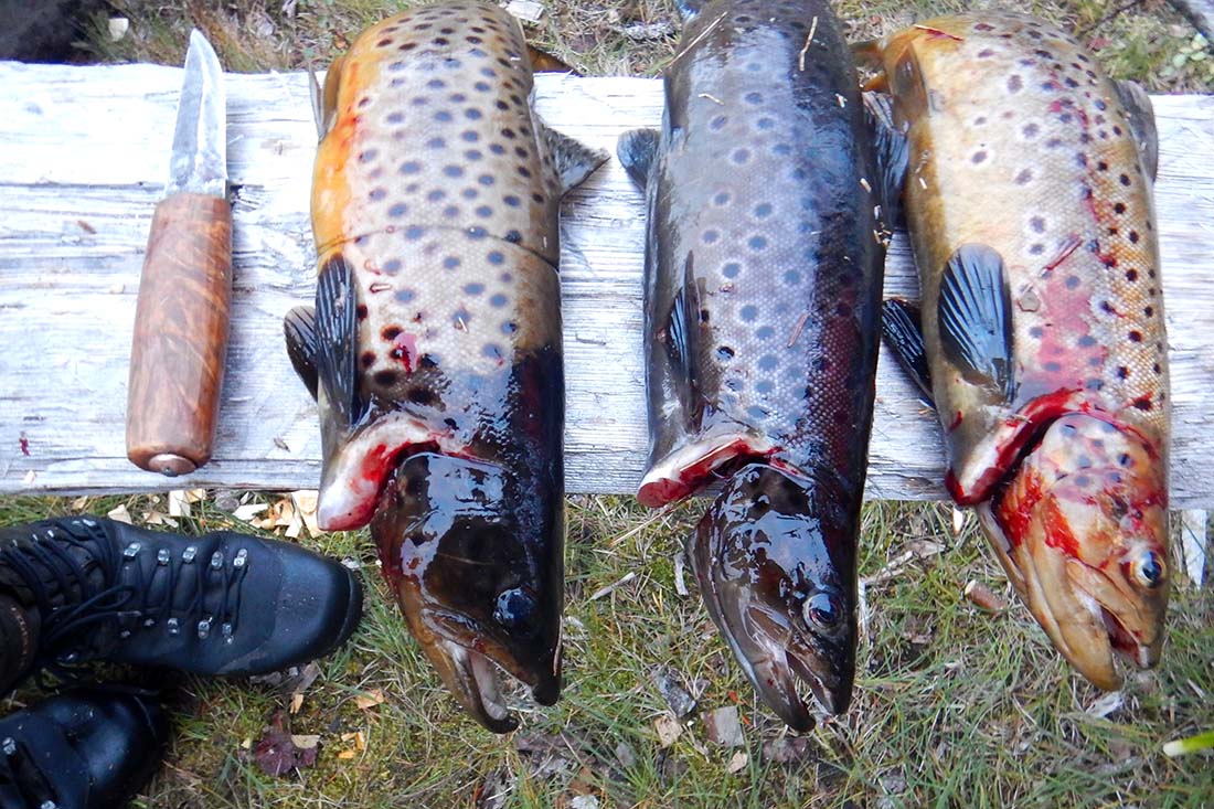 selvberging-fisk selvberging-fisk
