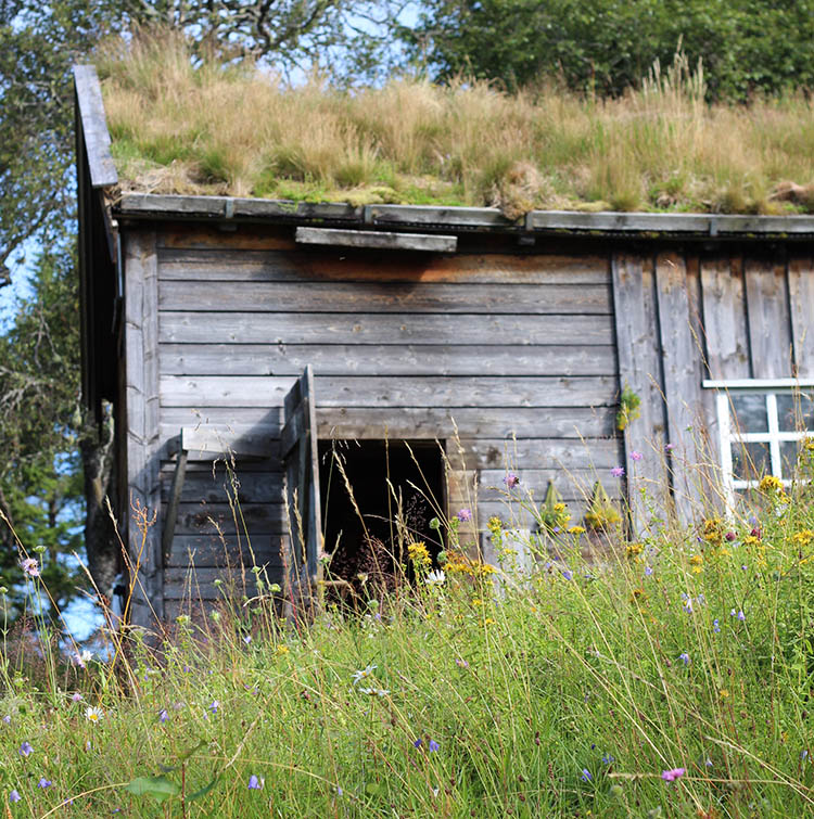 Fosen folk school's highland pasture