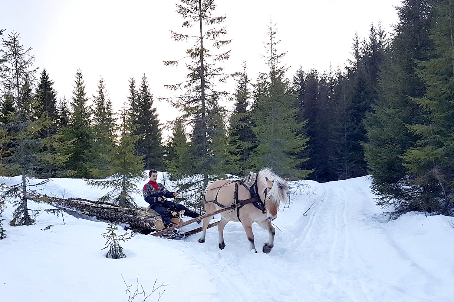 arbeidshest-skogsarbeid-fosen