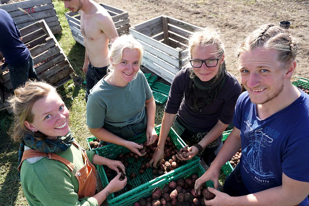 Group of students at Fosen Folk School sorting potatoes after harvest